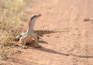 Gould’s Goanna (Varanus gouldii)   
